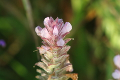 Orthocarpus bracteosus