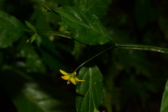 Lysimachia capillipes