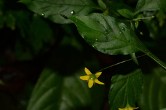 Lysimachia capillipes