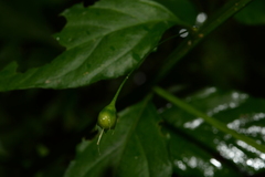 Lysimachia capillipes