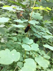 Neopyrochroa flabellata