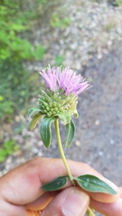 Monardella sheltonii