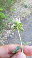 Monardella sheltonii