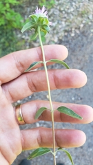 Monardella sheltonii