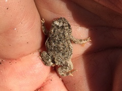 Anaxyrus californicus