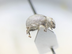 Eucilinus aridus