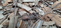 Selenocosmiinae
