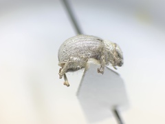 Eucilinus aridus