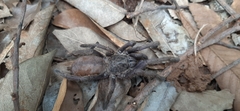 Selenocosmiinae