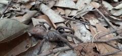 Selenocosmiinae