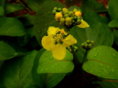 Stigmaphyllon convolvulifolium