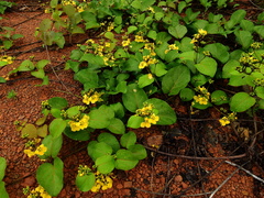 Stigmaphyllon convolvulifolium