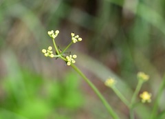 Donnellsmithia juncea