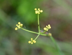Donnellsmithia juncea