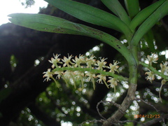 Tridactyle bicaudata