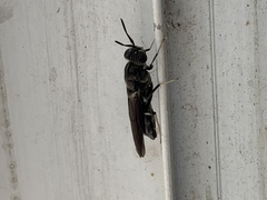 Hermetia illucens