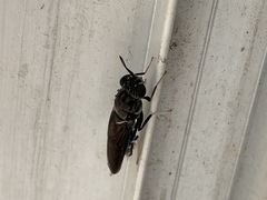 Hermetia illucens