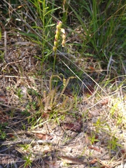 Drosera filiformis