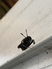 Hermetia illucens