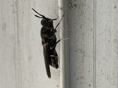 Hermetia illucens