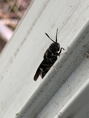Hermetia illucens