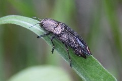 Poecilonota