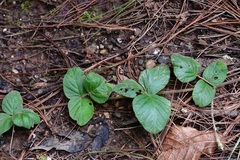 Desmodium molliculum