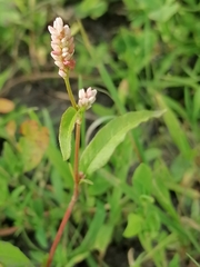Persicaria tomentosa
