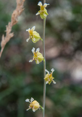 Streptanthus glandulosus ssp. sonomensis