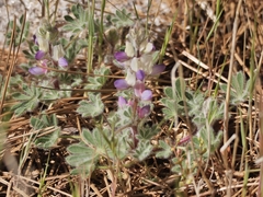 Lupinus breweri