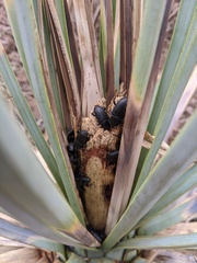 Scyphophorus yuccae