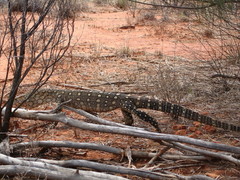 Varanus giganteus