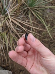 Scyphophorus yuccae