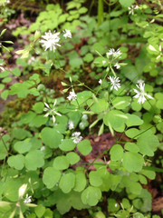 Thalictrum clavatum
