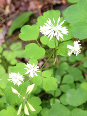 Thalictrum clavatum