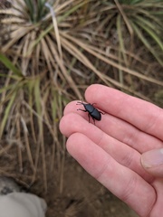Scyphophorus yuccae