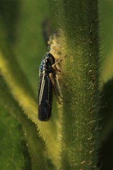 Graphocephala hieroglyphica