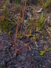 Drosera filiformis