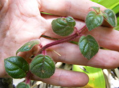 Columnea grisebachiana