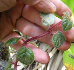 Columnea grisebachiana