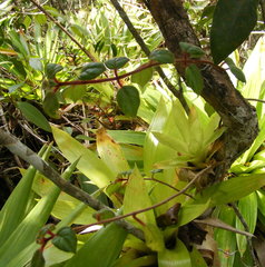 Columnea grisebachiana