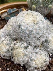 Mammillaria plumosa