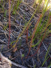 Drosera filiformis