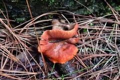 Tylopilus leucomycelinus