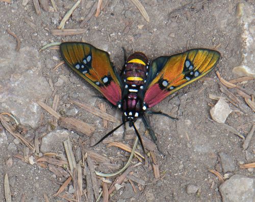 Princely Tiger Moth