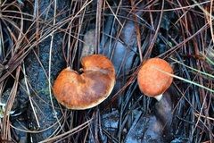 Tylopilus leucomycelinus