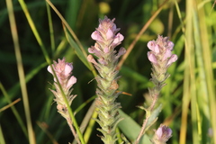 Orthocarpus bracteosus