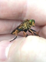 Cophinopoda