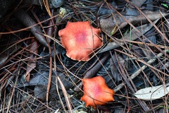 Tylopilus leucomycelinus