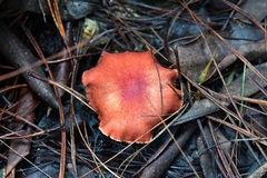Tylopilus leucomycelinus